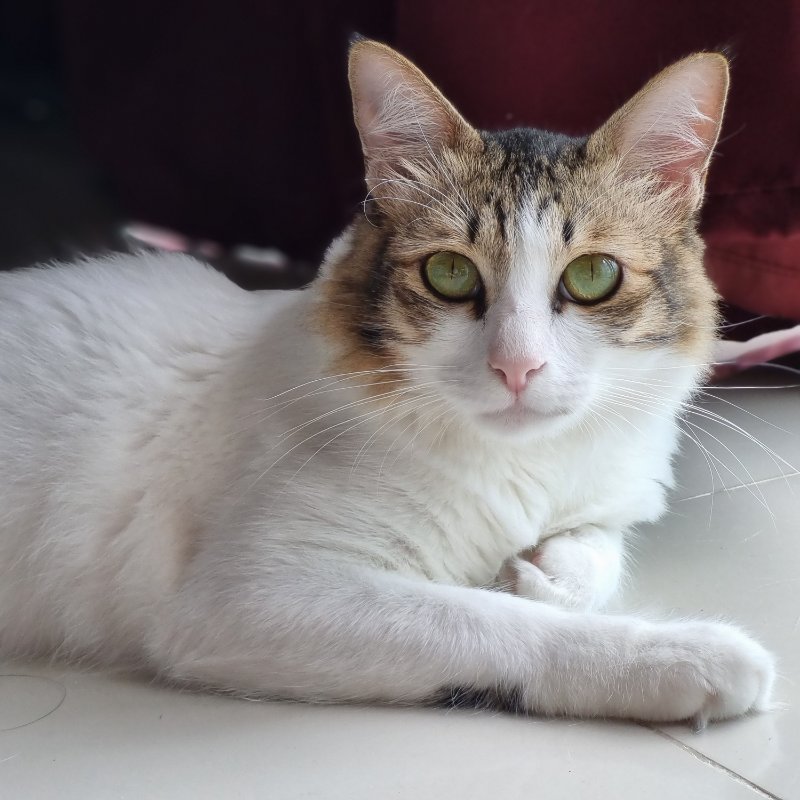 Arthur, the current Best Pet